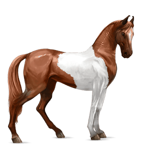 cavallo da corsa curly tobiano baio
