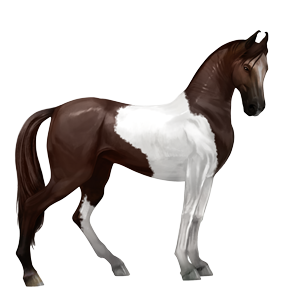 cavallo da corsa criollo argentino grigio chiaro