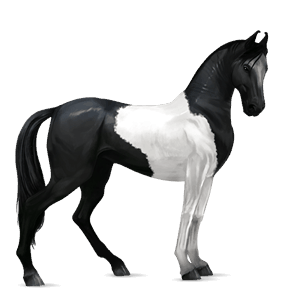cavallo da corsa paint horse overo pinto castano
