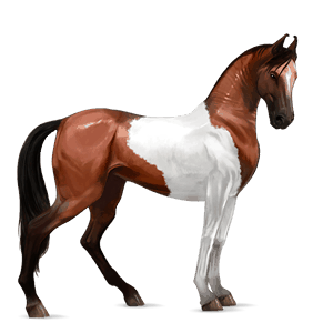 cavallo da corsa trottatore francese baio scuro
