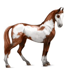 cavallo da corsa trottatore francese castano scuro