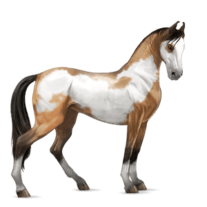 cavallo da corsa paint horse castano tobiano
