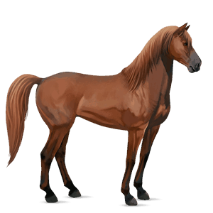 cavallo da corsa hanoverian castano
