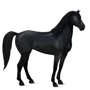 cavallo da corsa hanoverian nero
