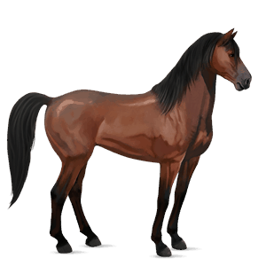 cavallo da corsa baio rossastro