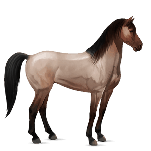 cavallo da corsa mustang roano