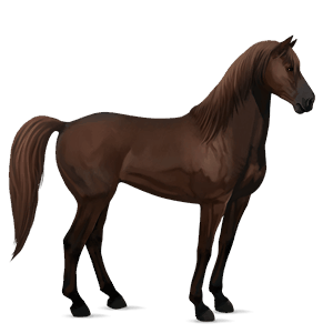 cavallo da corsa hanoverian castano scuro