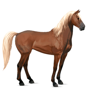 cavallo da corsa hunter irlandese baio