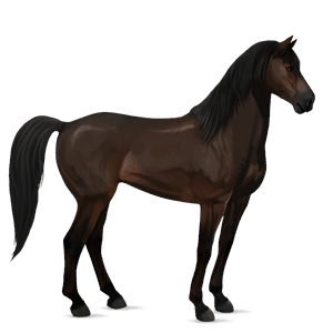 cavallo da corsa baio scuro