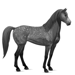cavallo da corsa shagya arabo grigio pezzato