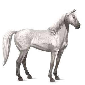 pony mezzosangue belga roano rosso