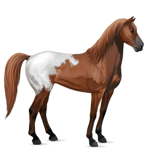 cavallo da corsa appaloosa manto castano