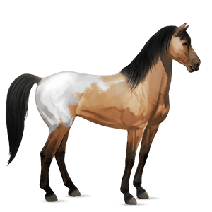 cavallo da corsa frisone nero