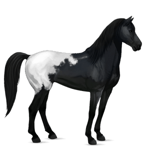 cavallo da corsa grigio pezzato