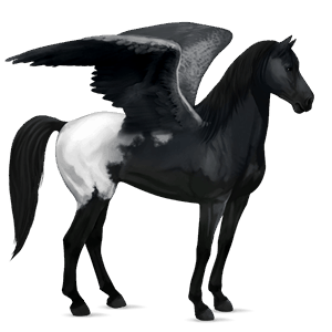 pegaso da corsa mustang manto nero