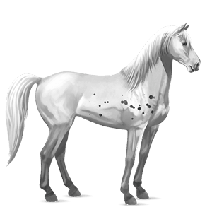 cavallo da corsa manto baio maculato