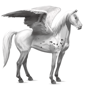 pegaso da corsa grigio pezzato
