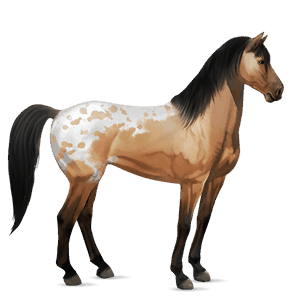 cavallo da corsa manto isabella maculato