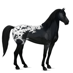 cavallo da corsa mustang baio scuro