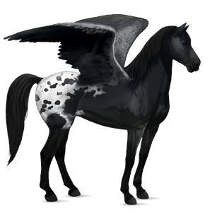 pegaso da corsa hanoverian grullo