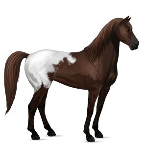 cavallo da corsa paint horse overo pinto castano
