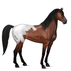 cavallo da corsa hanoverian baio scuro