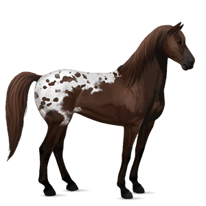 cavallo da corsa mustang manto castano scuro maculato
