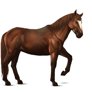cavallo da corsa nokota castano