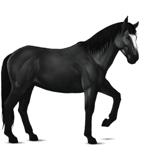 cavallo da corsa nokota nero