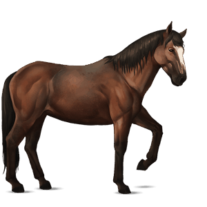 cavallo da corsa baio