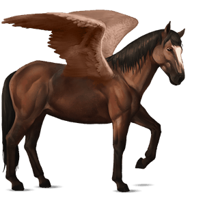 pegaso da corsa nokota baio scuro
