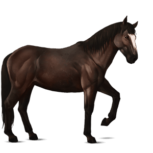 cavallo da corsa nokota baio scuro