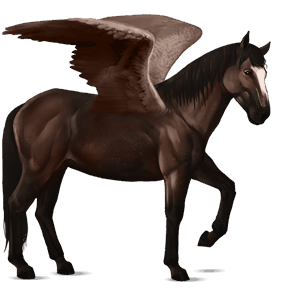 pegaso da corsa nokota baio scuro