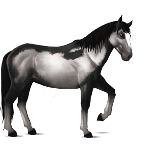 cavallo da corsa cavallo islandese cremello