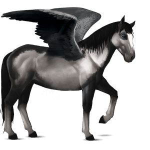 pegaso da corsa akhal-teke nero