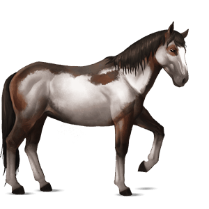 cavallo da corsa paint horse castano tobiano