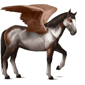 pegaso da corsa nokota overo baio