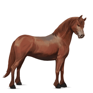 pony haflinger castano biondo platino
