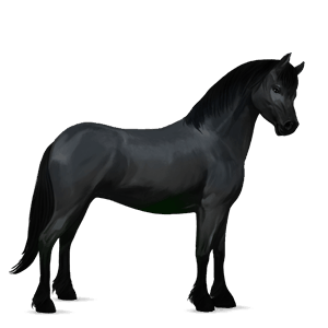 pony mezzosangue belga baio