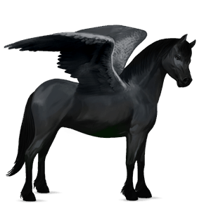 pegaso pony pony di terranova nero