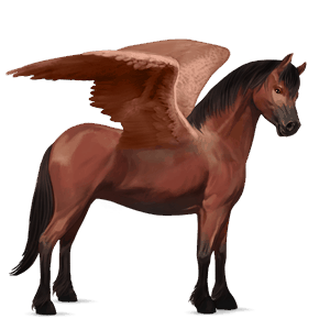 pegaso pony connemara daino