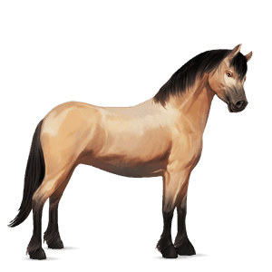 pony highland pony daino