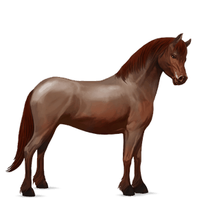 pony new forest roano rosso