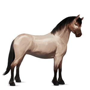 pony haflinger castano biondo platino