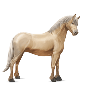 cavallo da corsa knabstrupper leopard rossastro