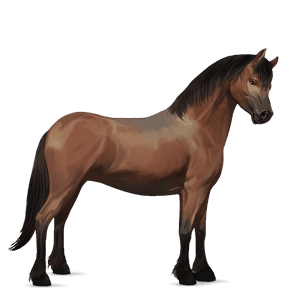 pony mezzosangue belga castano