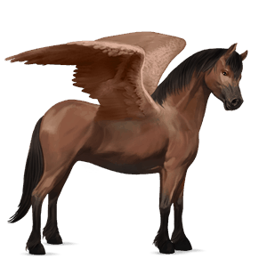 pegaso pony shetland baio
