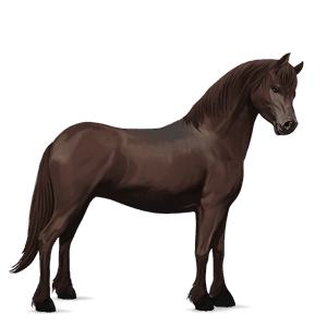 pony castano scuro