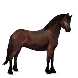 pony baio scuro