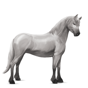 pony welsh grigio chiaro
